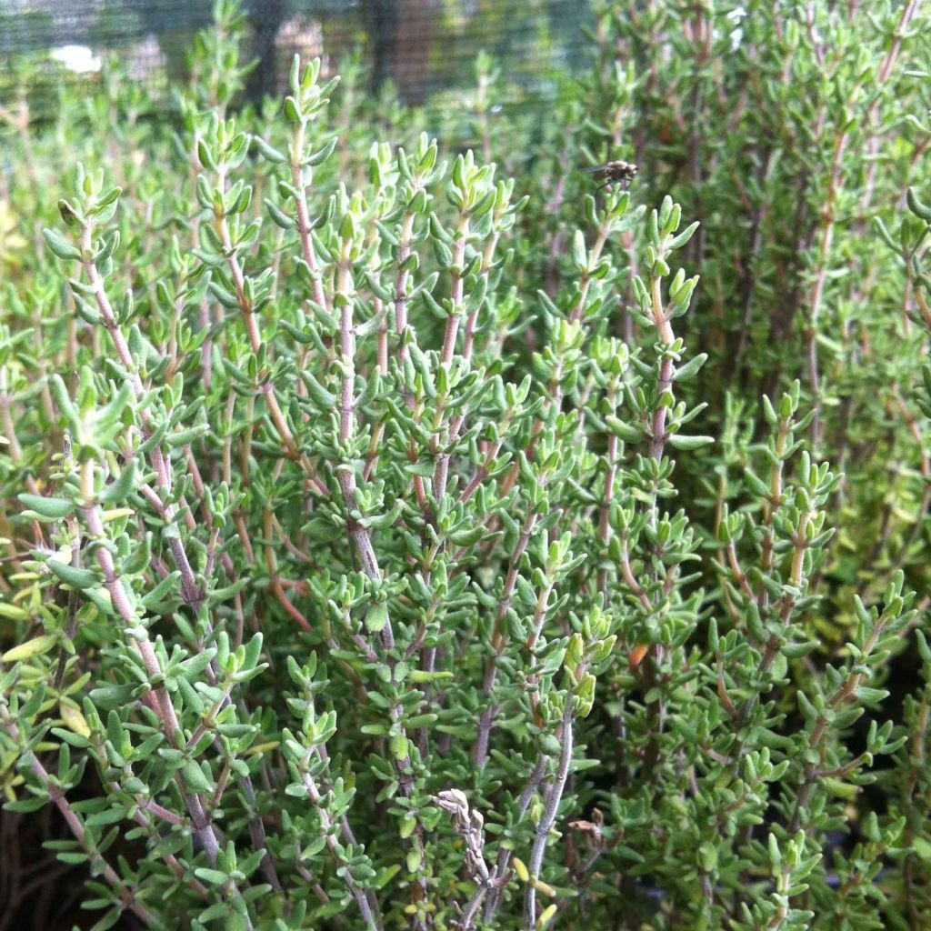 Echte tijm BIO (jonge planten) - Thymus officinalis