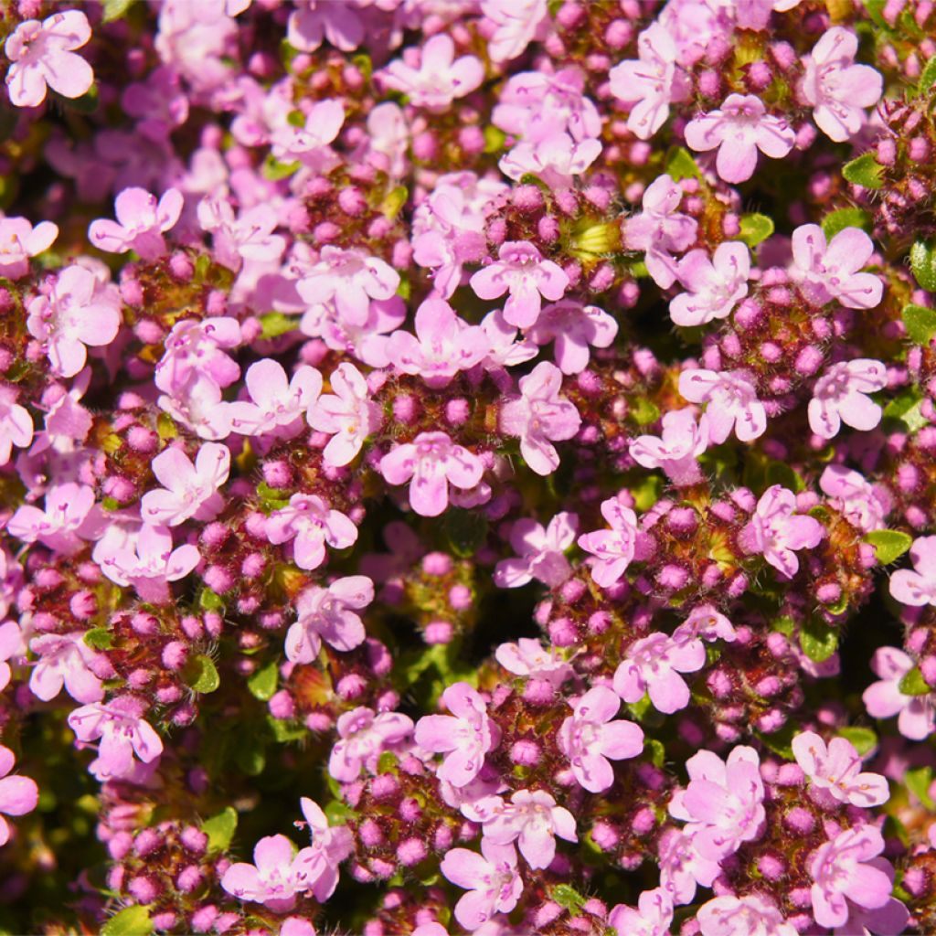 Thymus serpyllum Magic Carpet - Wilde tijm