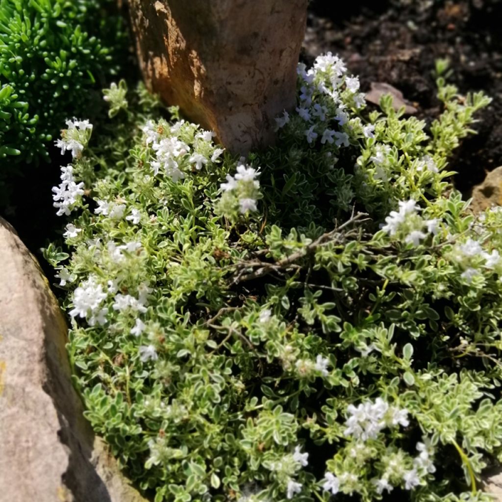 Thymus praecox Highland Cream - Kruiptijm