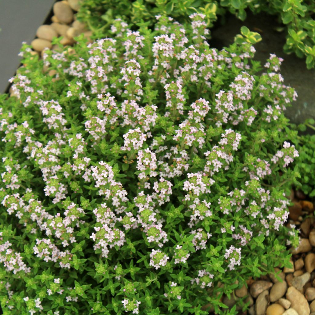 Tijm Compactus BIO - Thymus vulgaris