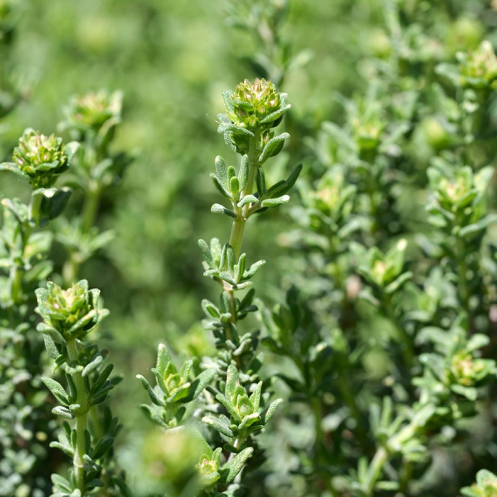 Sinaasappeltijm (jonge planten)