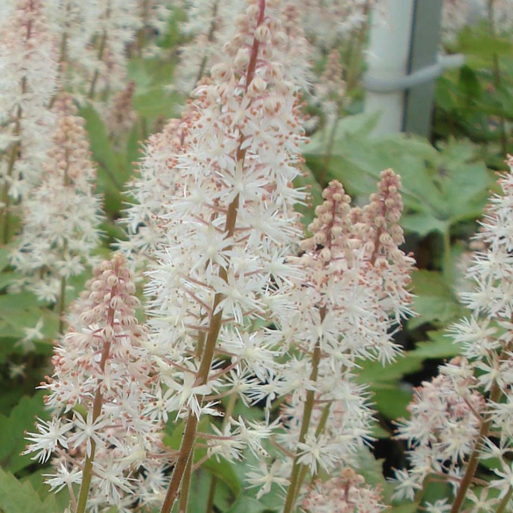 Tiarella Pink Skyrocket - Schuimbloem