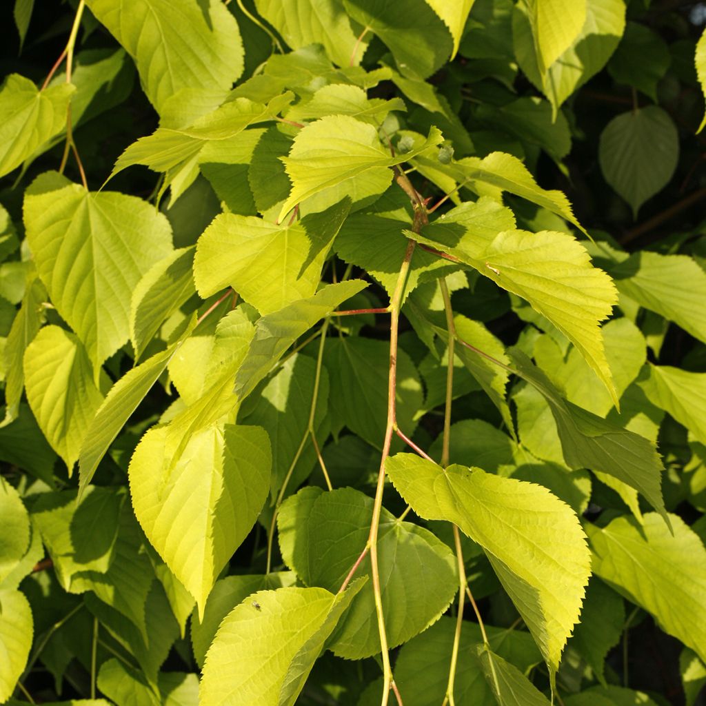 Tilia europaea Wratislaviensis - Hollandse linde