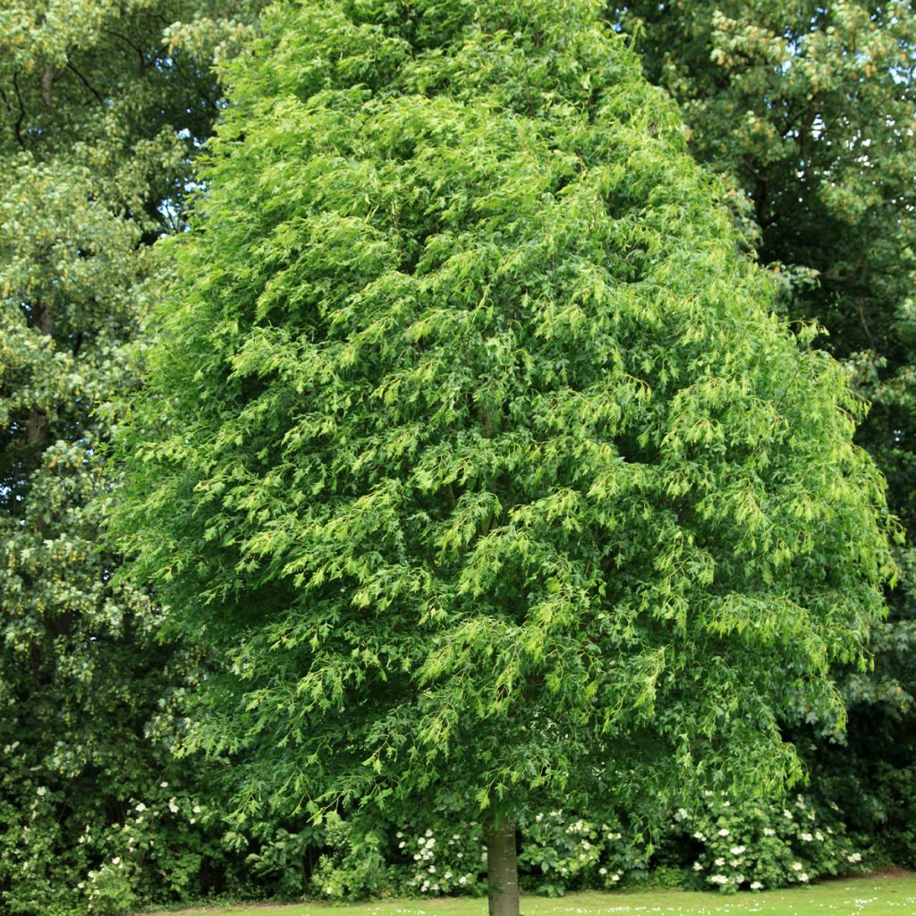 Tilia platyphyllos Laciniata - Zomerlinde