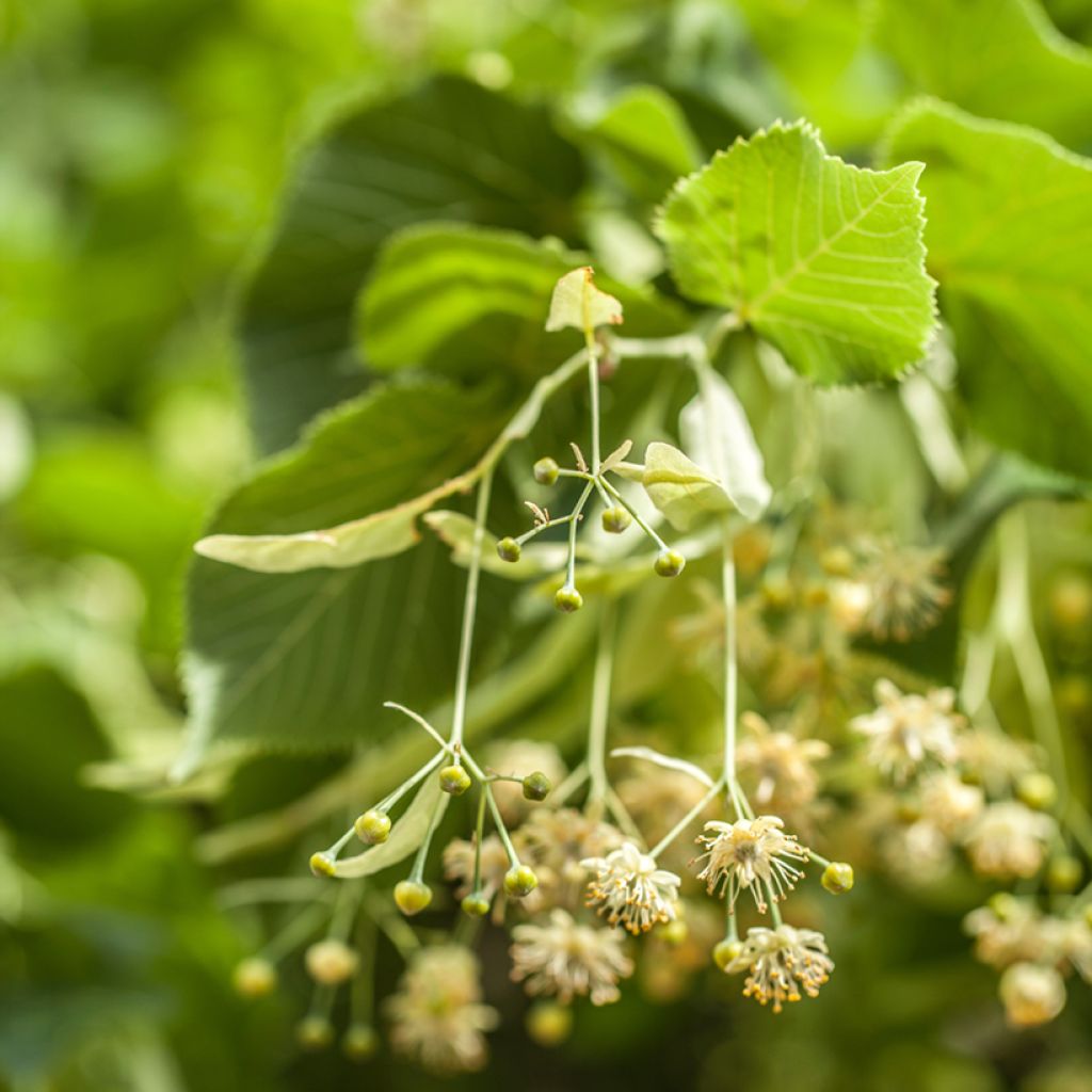 Tilia tomentosa - Zilverlinde