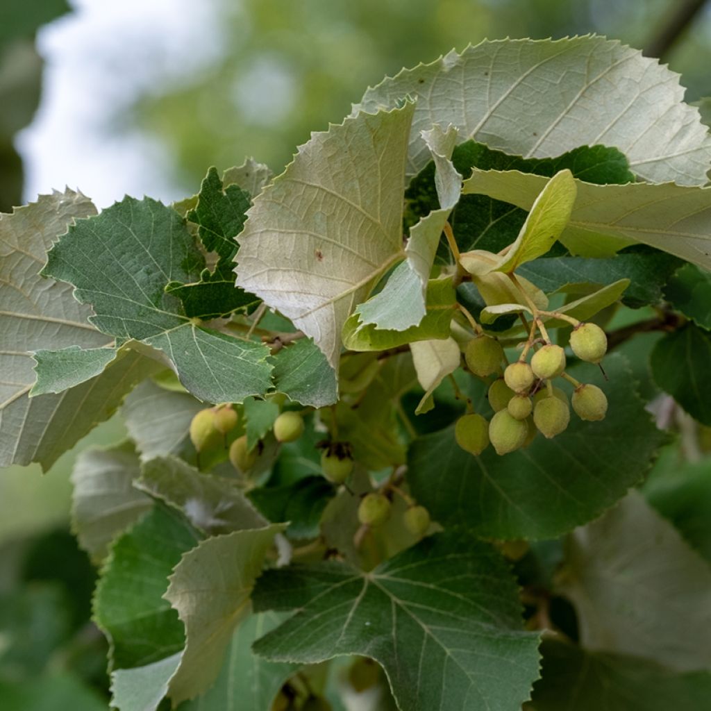 Tilia tomentosa - Zilverlinde