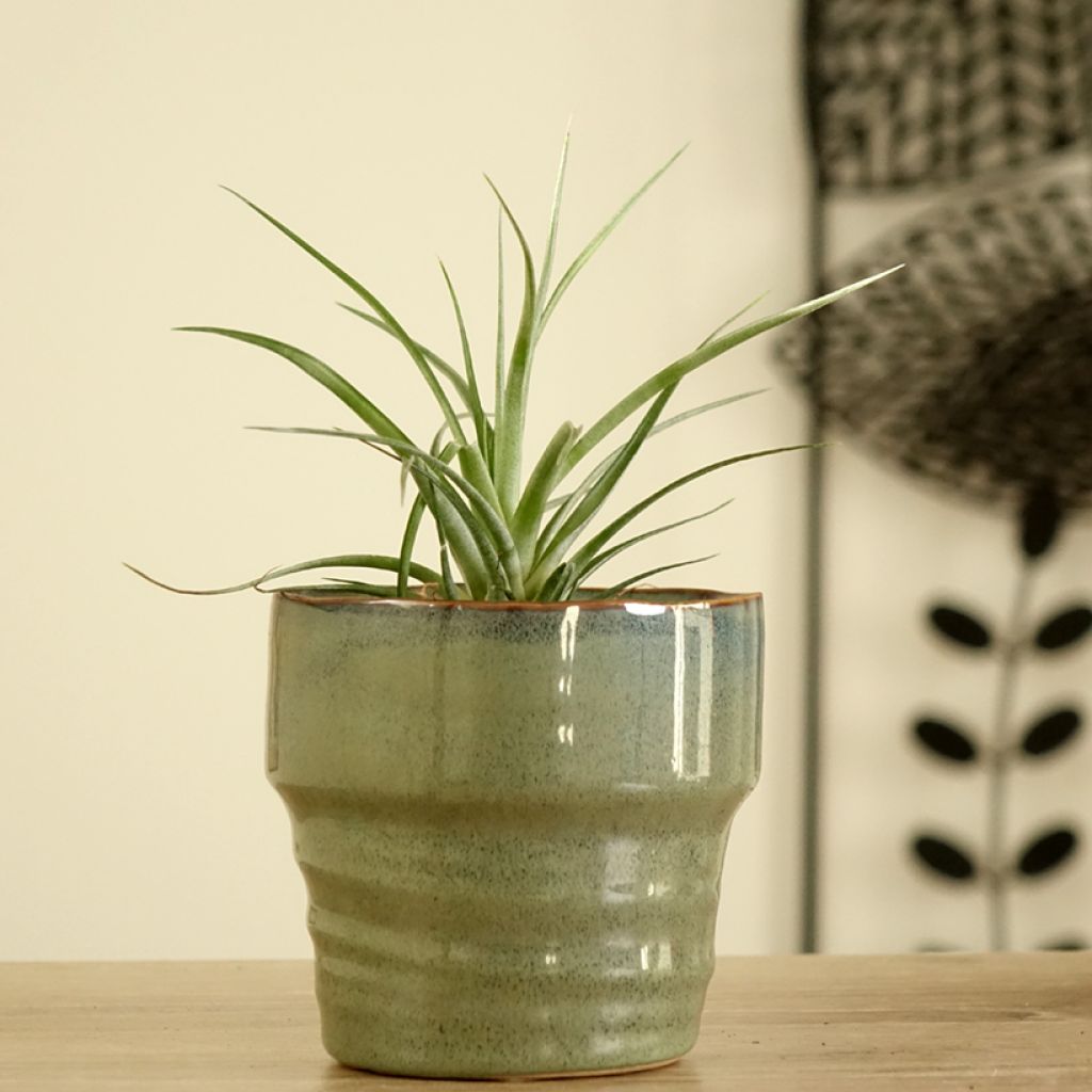 Tillandsia Mizuki - Luchtplantje