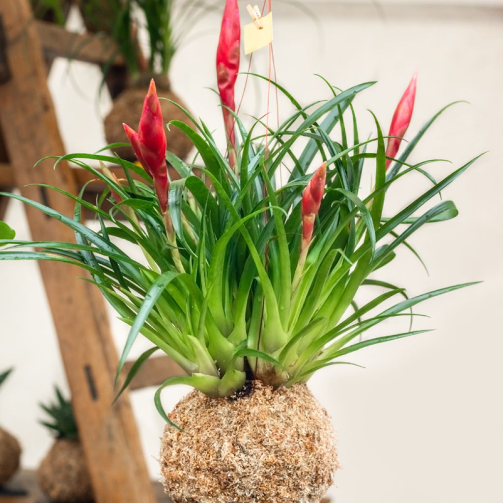 Tillandsia Mizuki - Luchtplantje