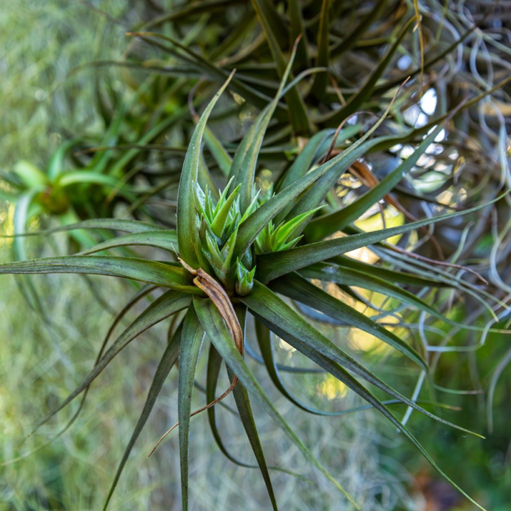 Tillandsia Mizuki - Luchtplantje