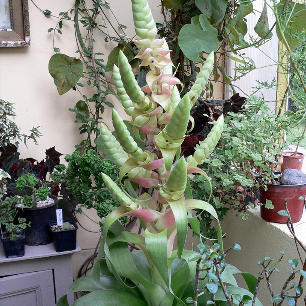 Tillandsia Samantha - Luchtplantje