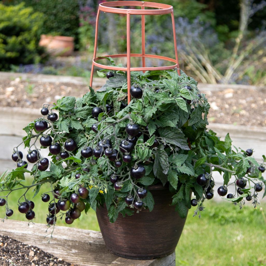 Cocktailtomaat Akoya F1