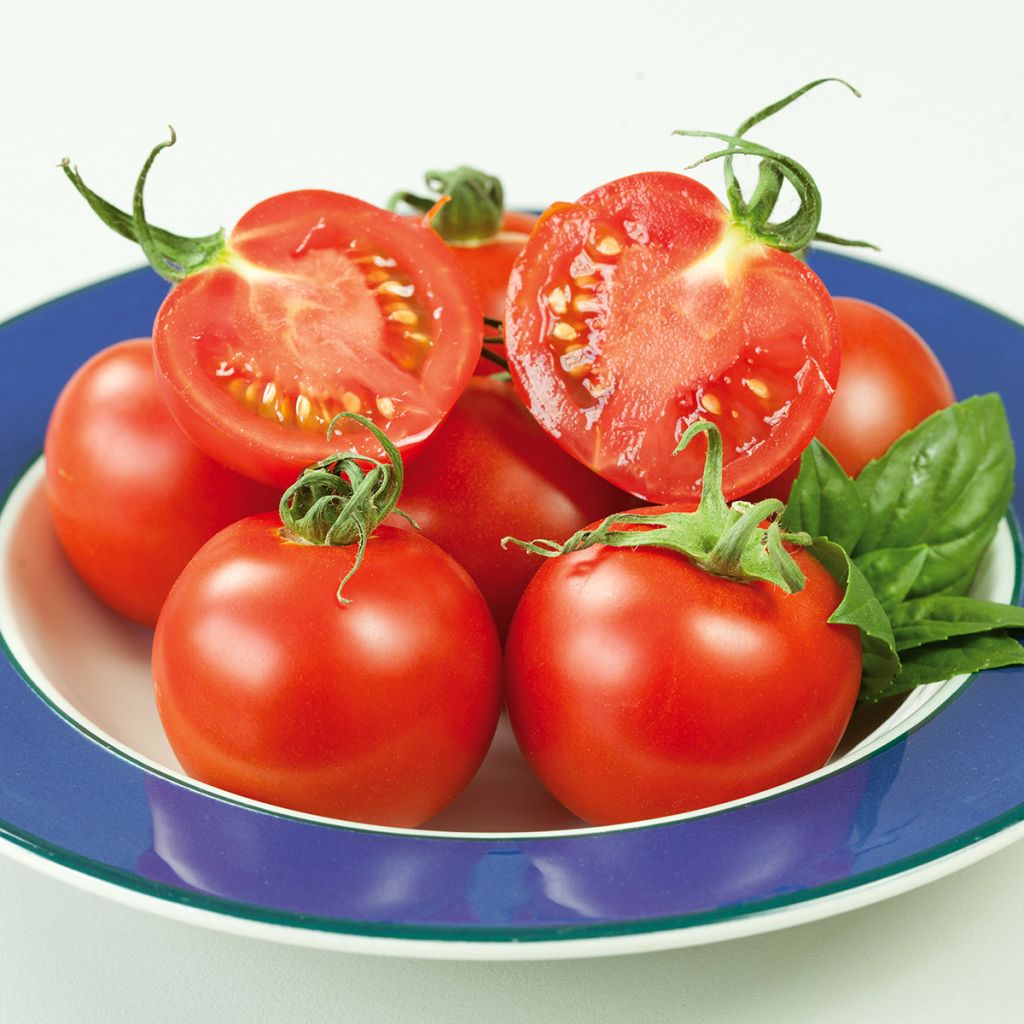 Cocktailtomaat Crush F1 (zaad)