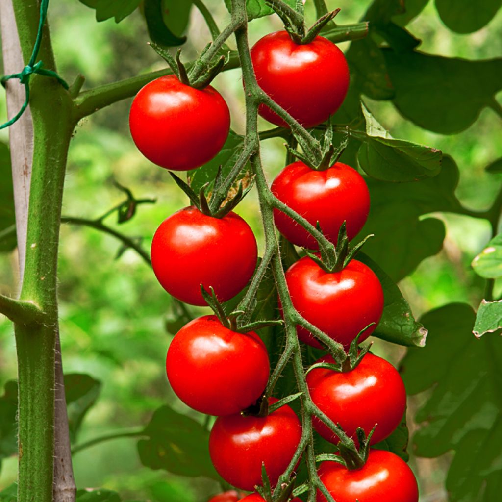 Cherrytomaat Gardener's Delight BIO