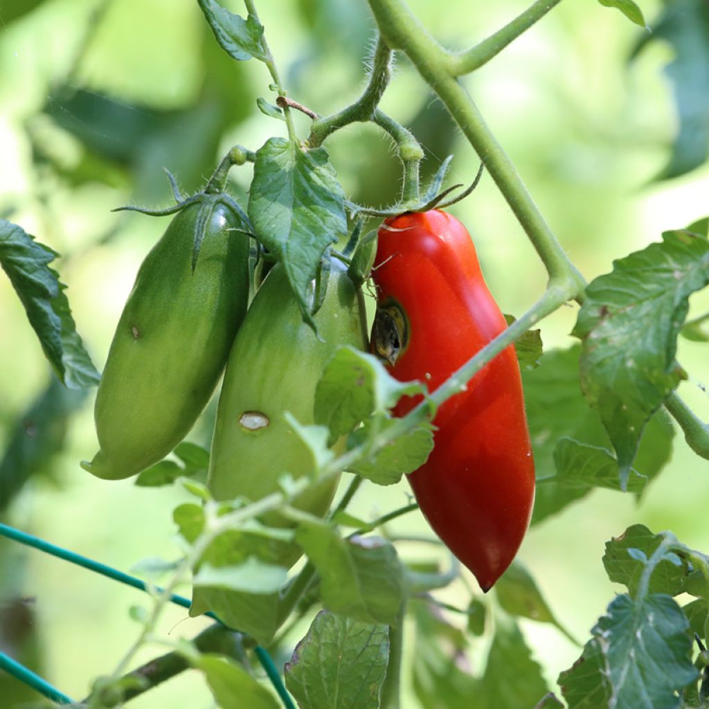 Tomaat San Marzano 2 BIO
