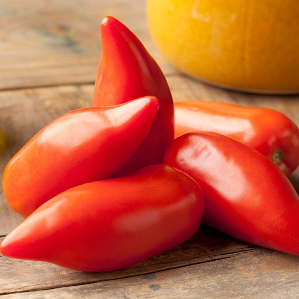 Tomaat Cornue des Andes BIO