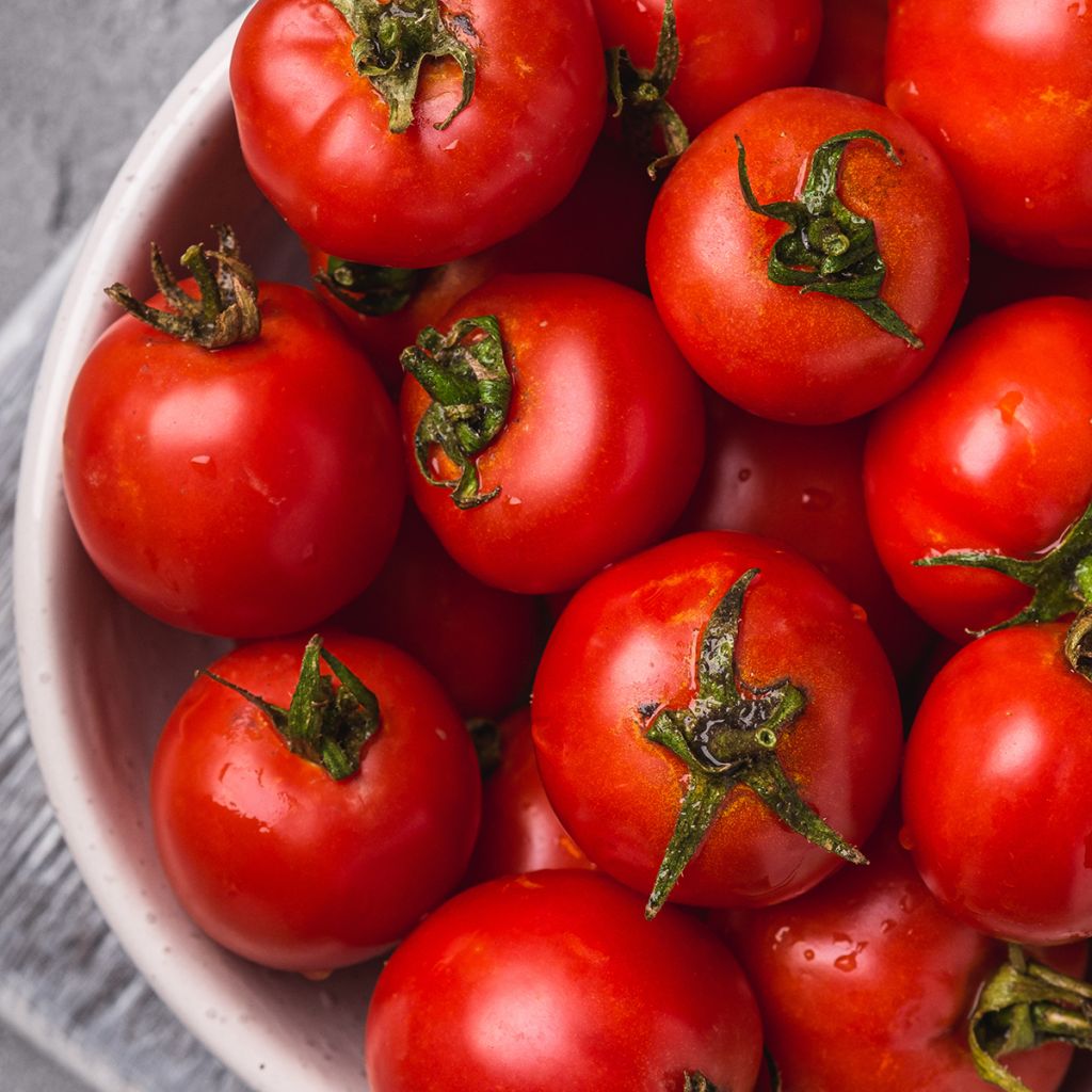 Tomaat Pépite F1 - Vilmorin