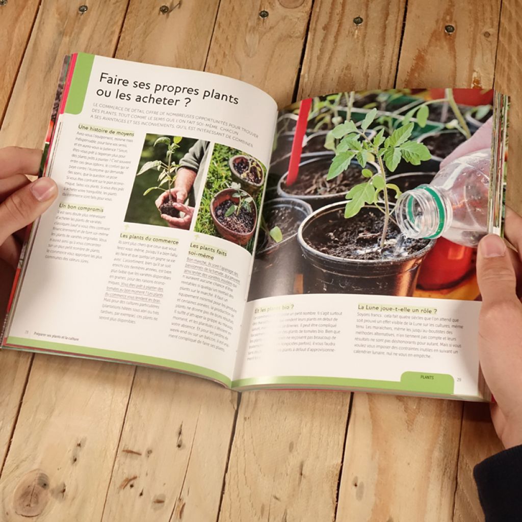 Tomates. Les variétés qui ont du goût et comment les cultiver