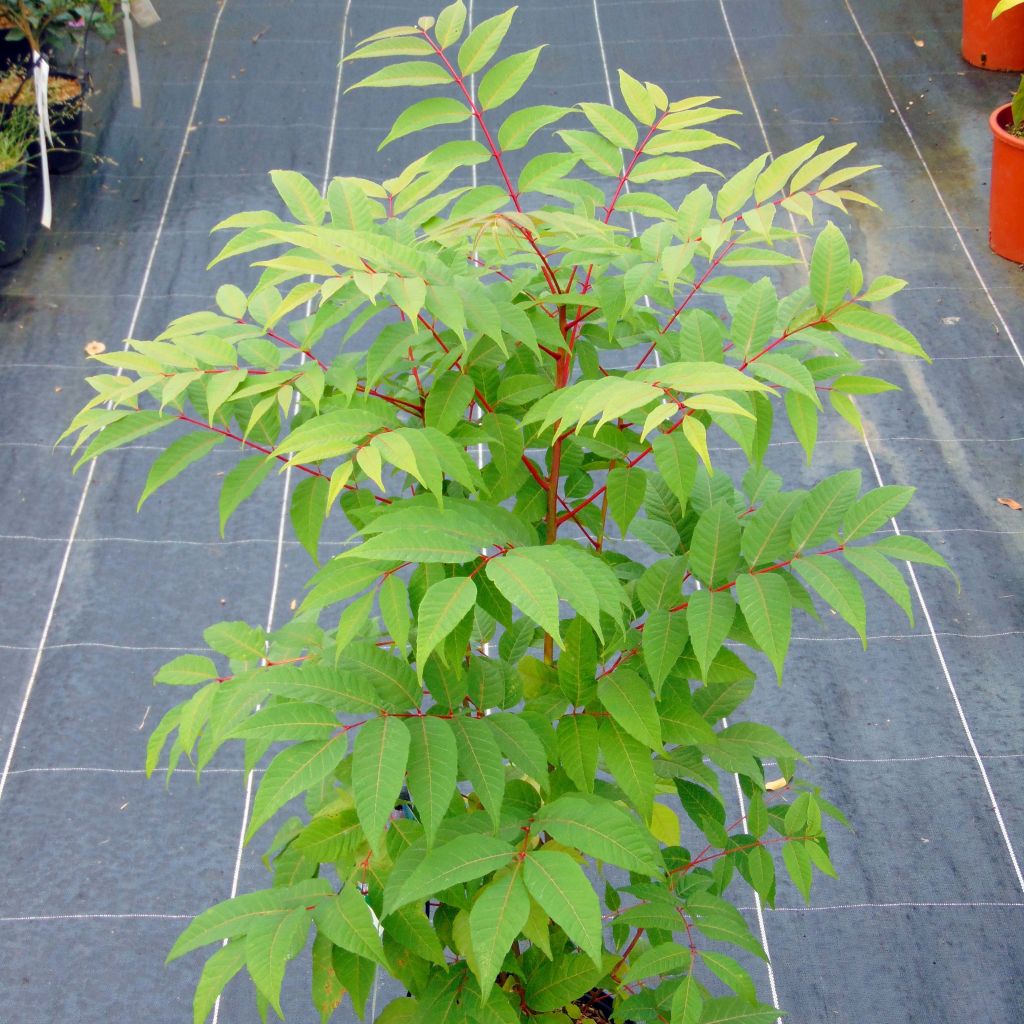 Toona sinensis Flamingo - Chinese mahonieboom