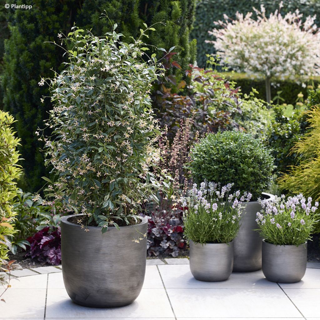 Trachelospermum asiaticum Star of Milano - Japanse sterjasmijn