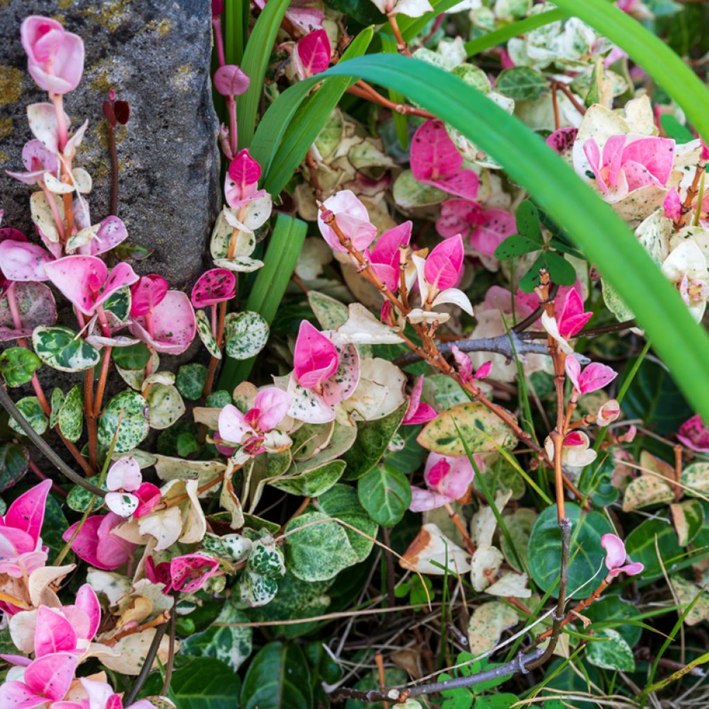 Trachelospermum asiaticum Tricolor - Japanse sterjasmijn