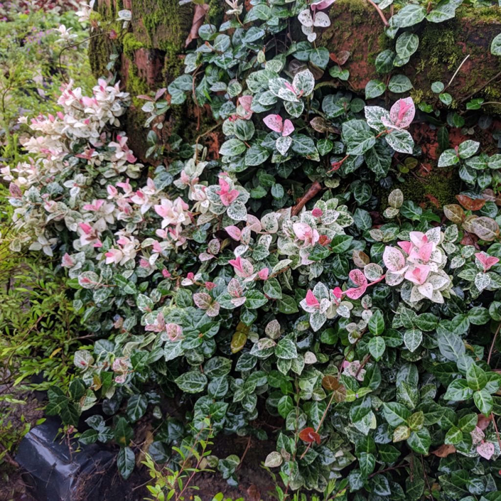 Trachelospermum asiaticum Tricolor - Japanse sterjasmijn