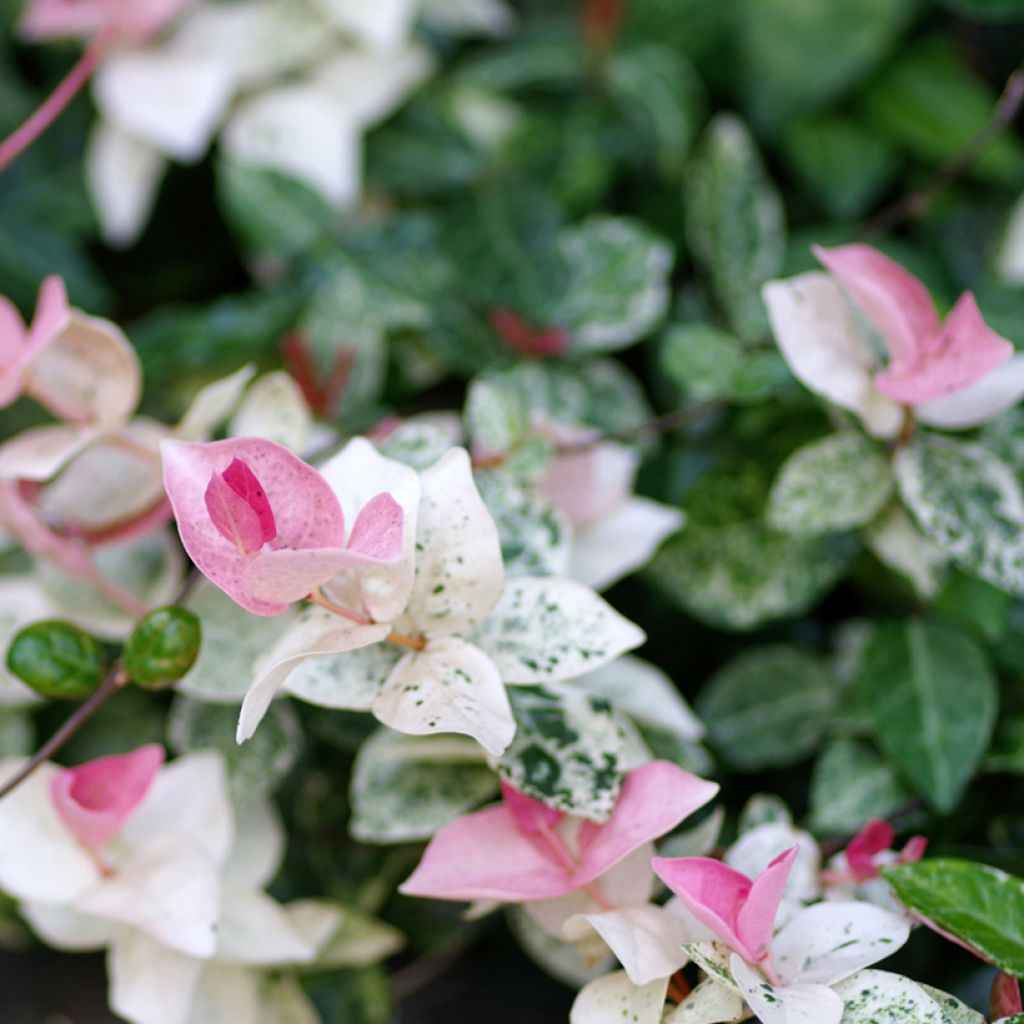 Trachelospermum asiaticum Tricolor - Japanse sterjasmijn
