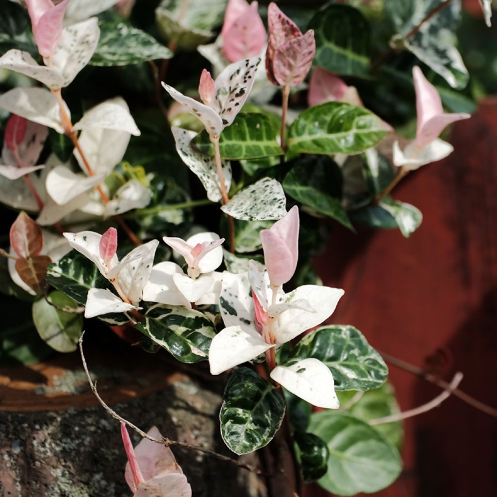 Trachelospermum asiaticum Tricolor - Japanse sterjasmijn