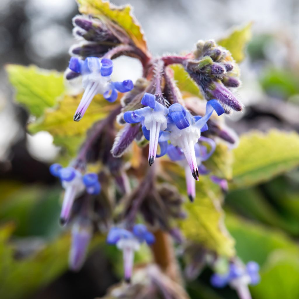 Trachystemon orientalis Sundew - Oosterse bernagie