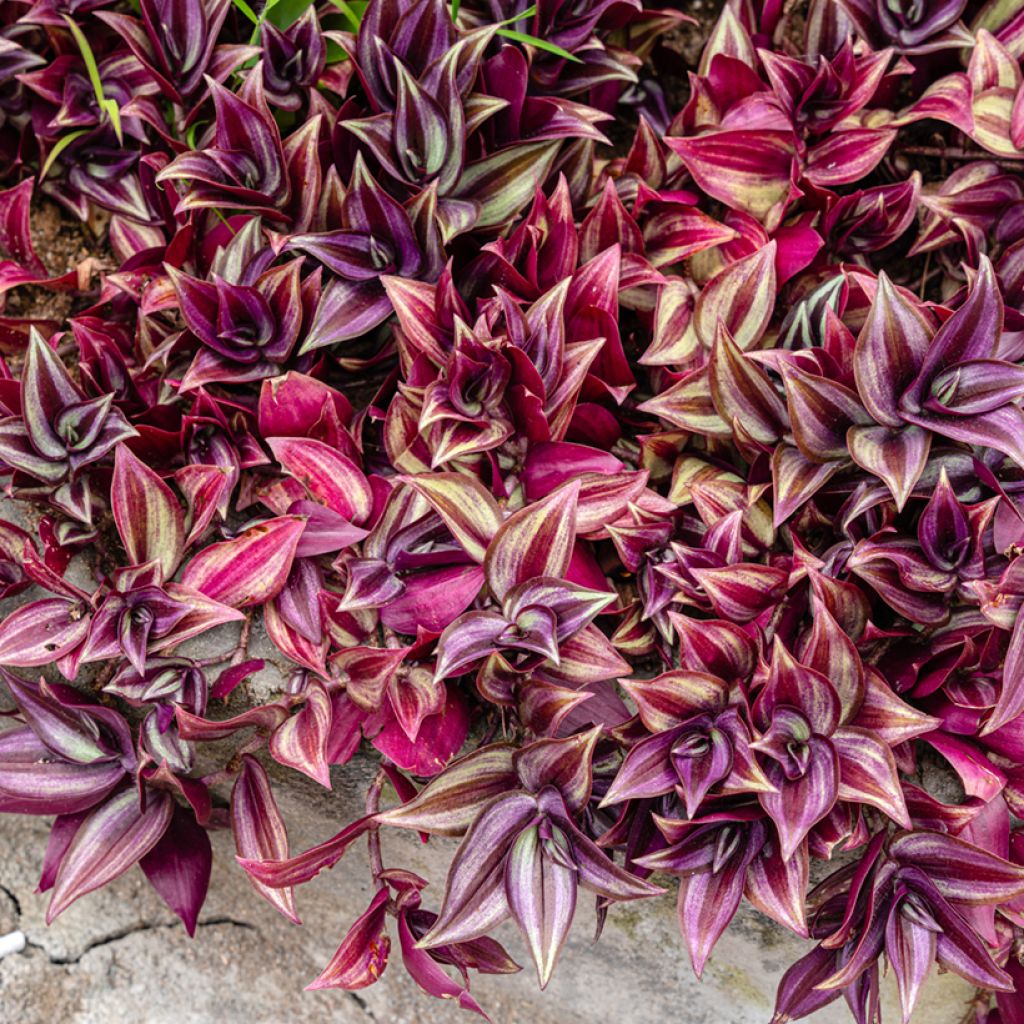 Tradescantia zebrina Pink Paradise - Vaderplant