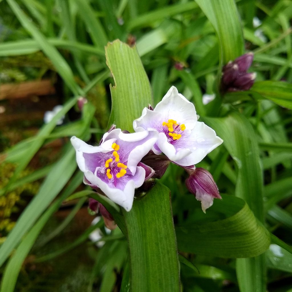 Tradescantia andersoniana Bilberry Ice - Eendagsbloem