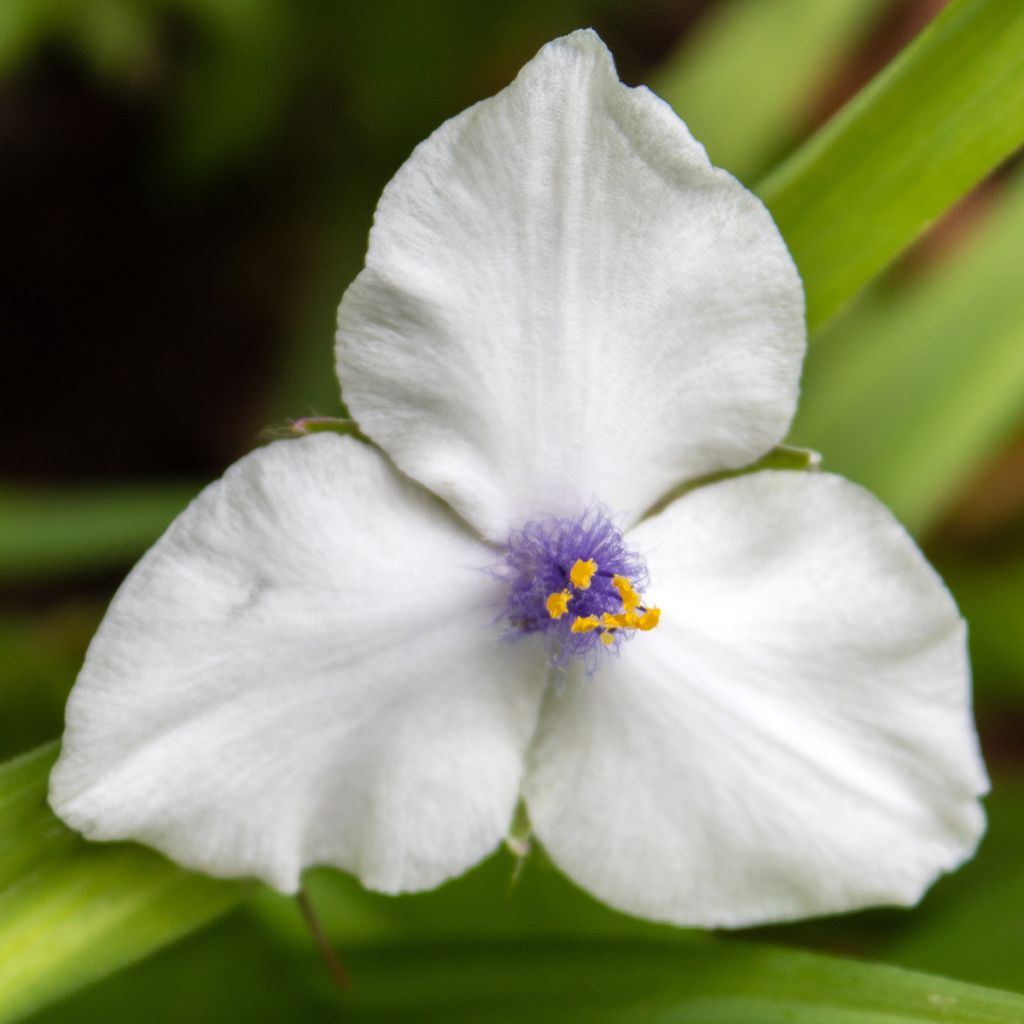 Tradescantia andersoniana Osprey - Eendagsbloem