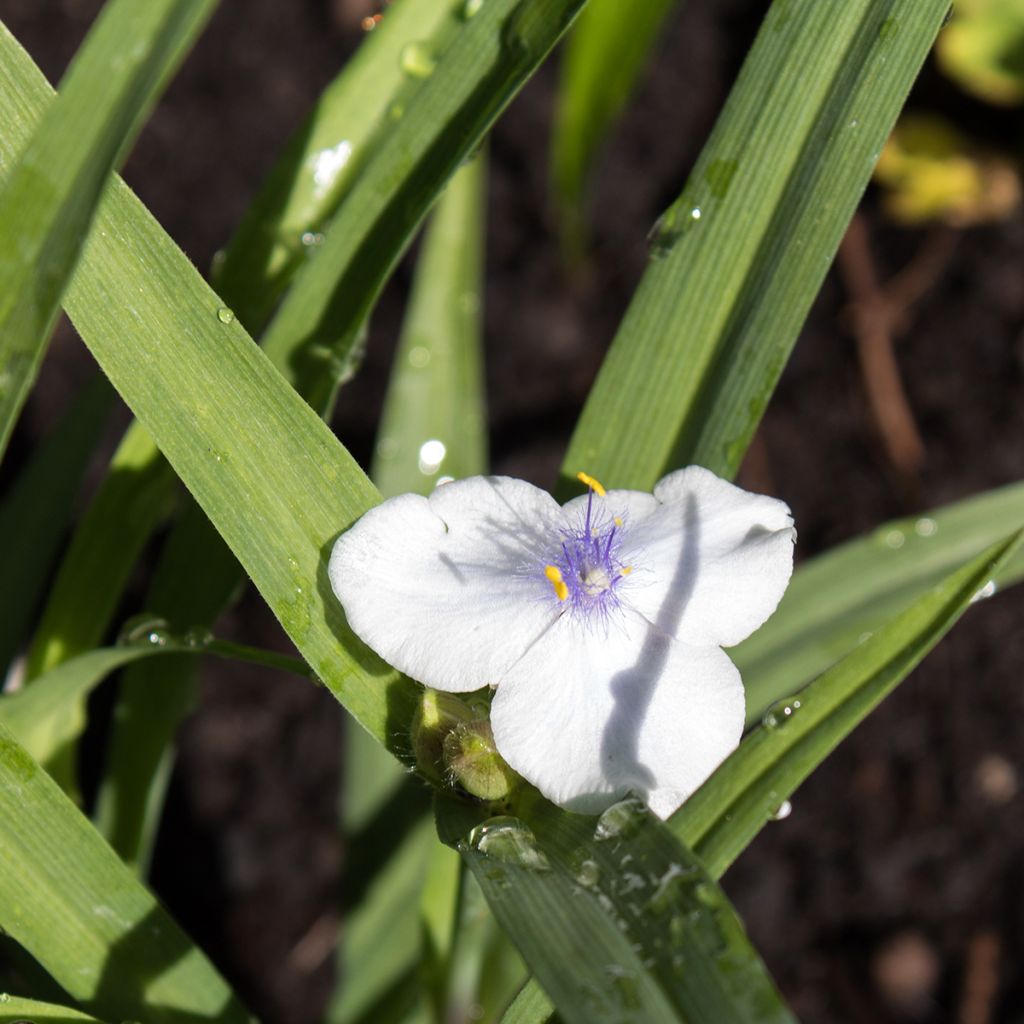 Tradescantia andersoniana Osprey - Eendagsbloem