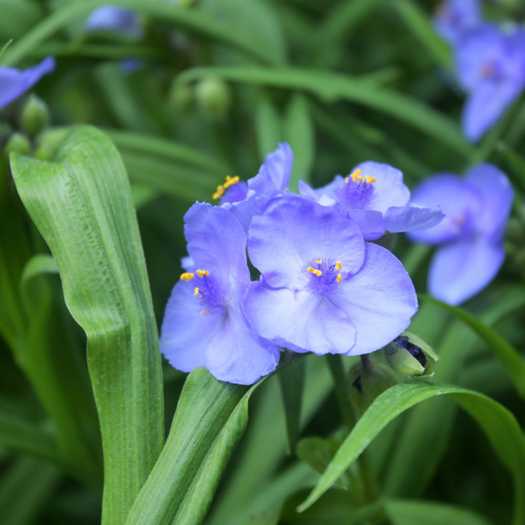 Tradescantia andersoniana Ocean Blue - Eendagsbloem