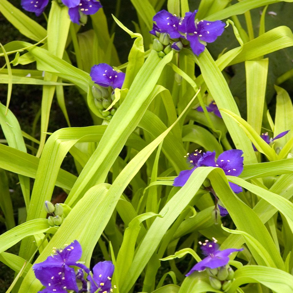 Tradescantia andersoniana Sweet Kate - Eendagsbloem