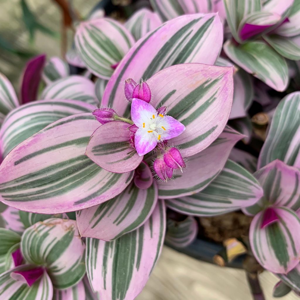 Tradescantia cerinthoides Sweetness - Vaderplant