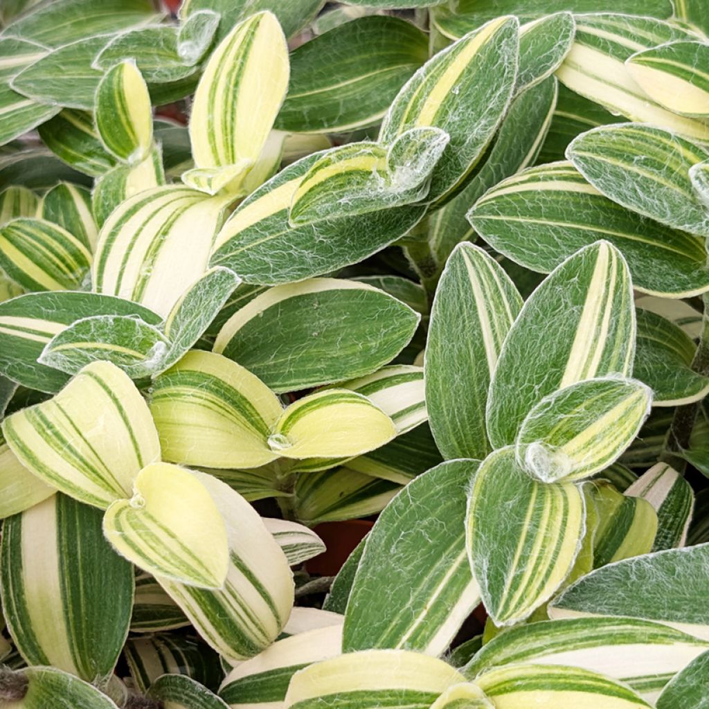 Tradescantia sillamontana Variegata - Vaderplant
