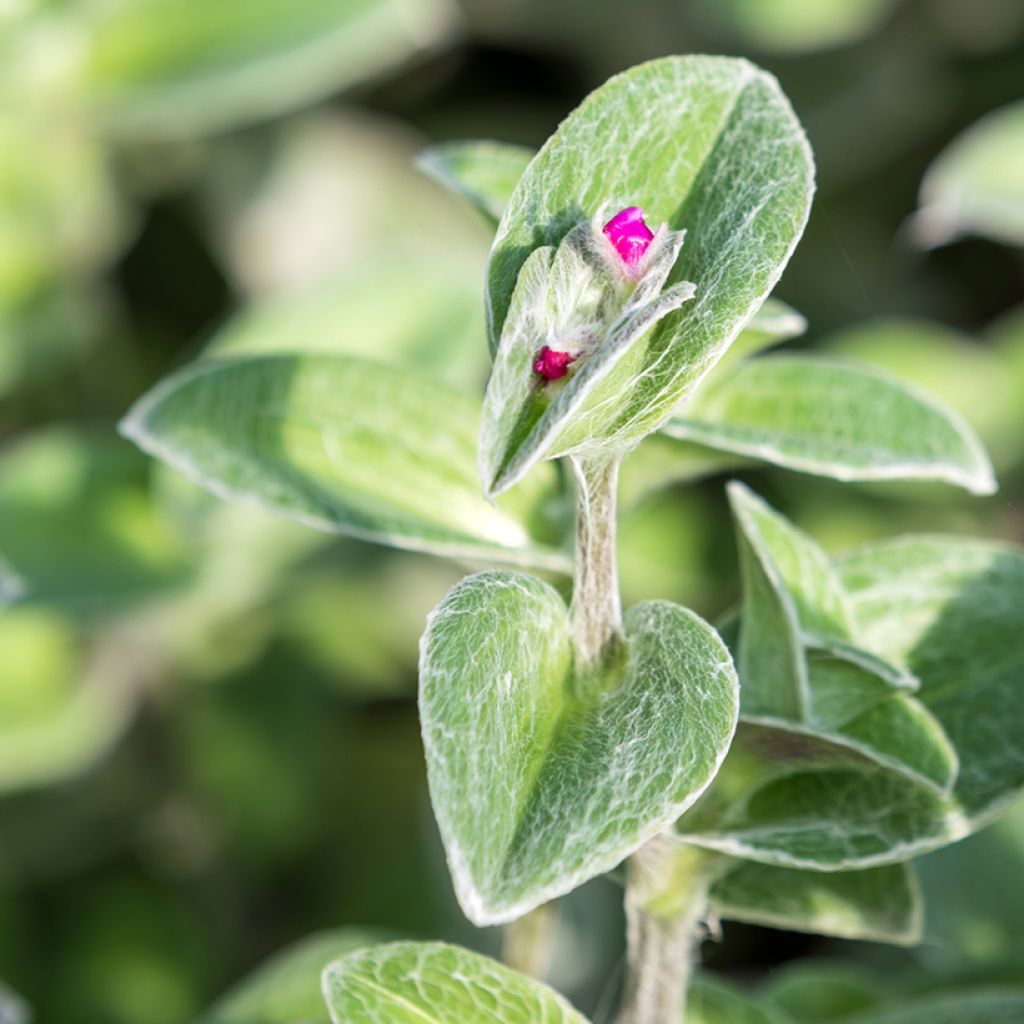 Tradescantia sillamontana - Vaderplant