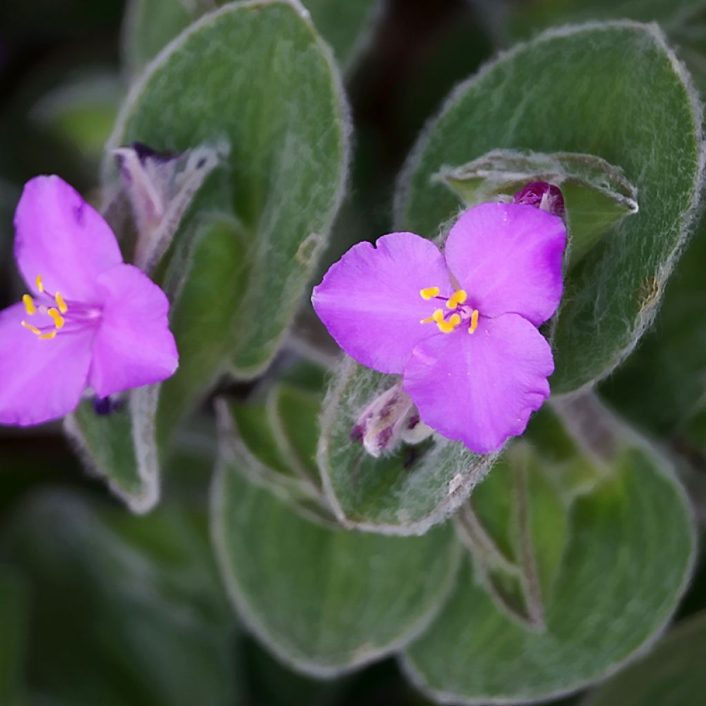 Tradescantia sillamontana - Vaderplant