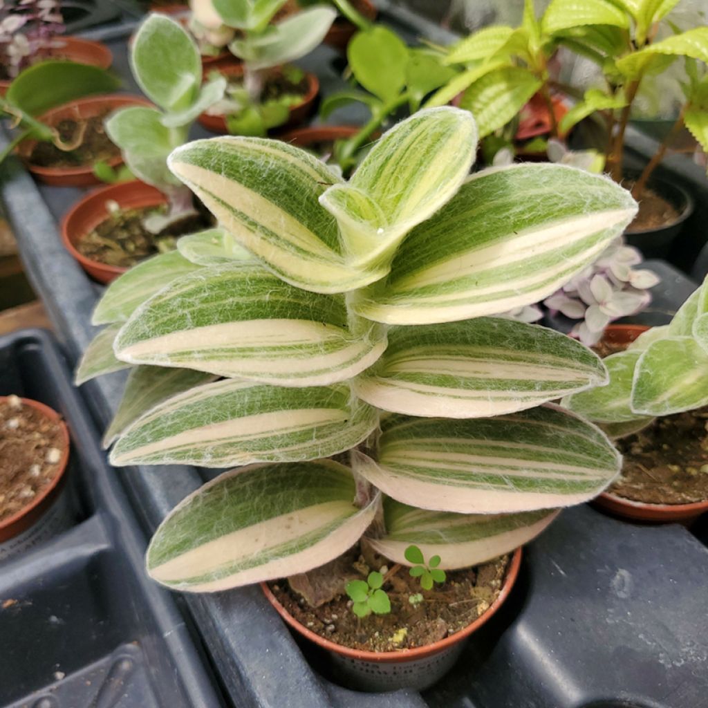 Tradescantia Brightness - Vaderplant