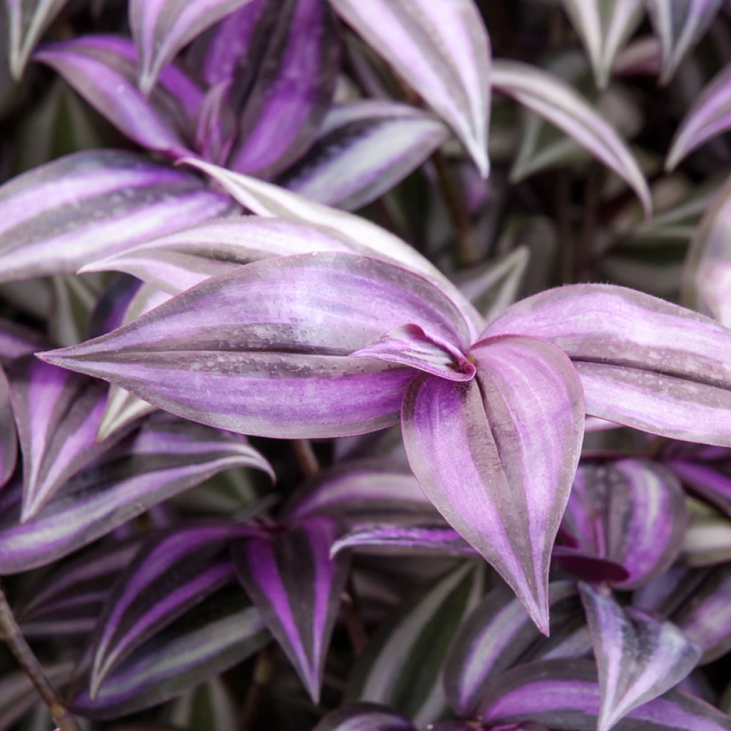 Tradescantia zebrina Purple Joy - Vaderplant