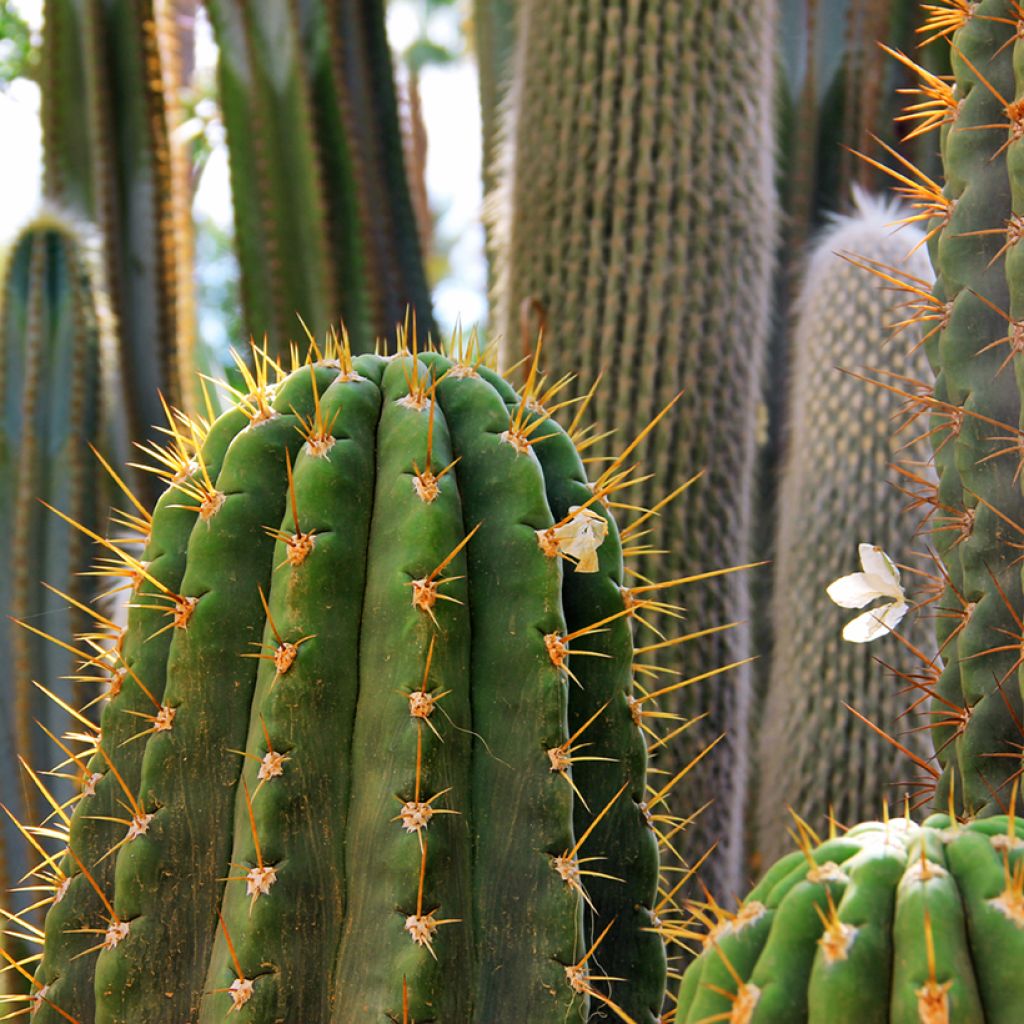 Leucostele terscheckii - Argentijnse saguaro