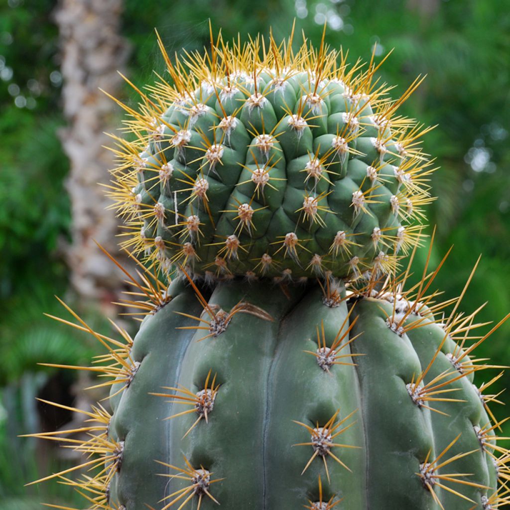 Leucostele terscheckii - Argentijnse saguaro