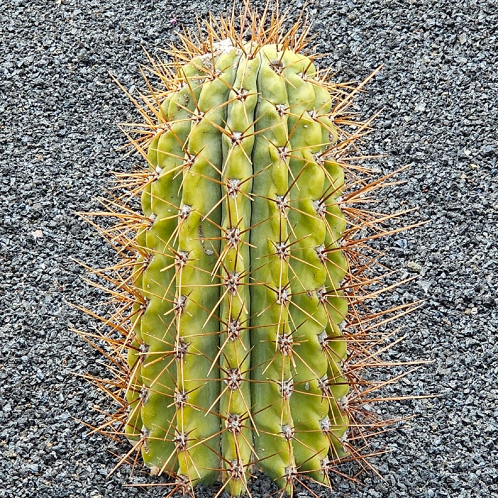 Leucostele terscheckii - Argentijnse saguaro
