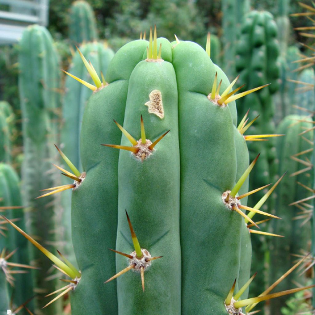 Trichocereus cuzcoensis - Cuzco-cactus