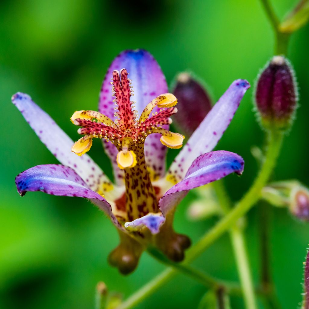 Tricyrtis Taipei Silk - Paddenlelie