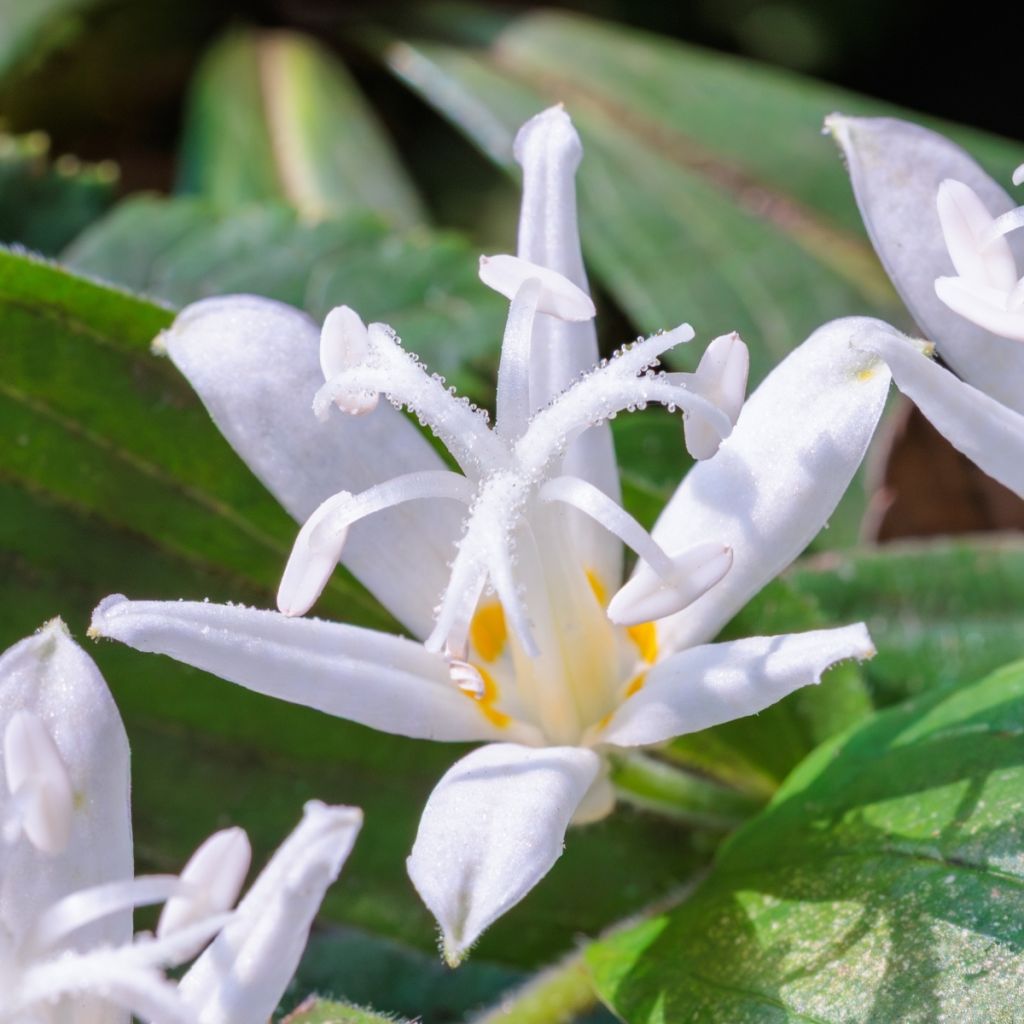 Tricyrtis hirta Alba - Paddenlelie