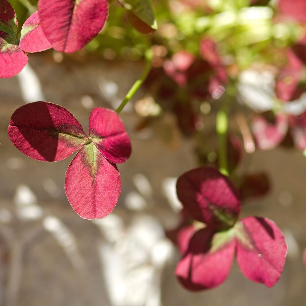 Trifolium repens Isabella - Witte klaver