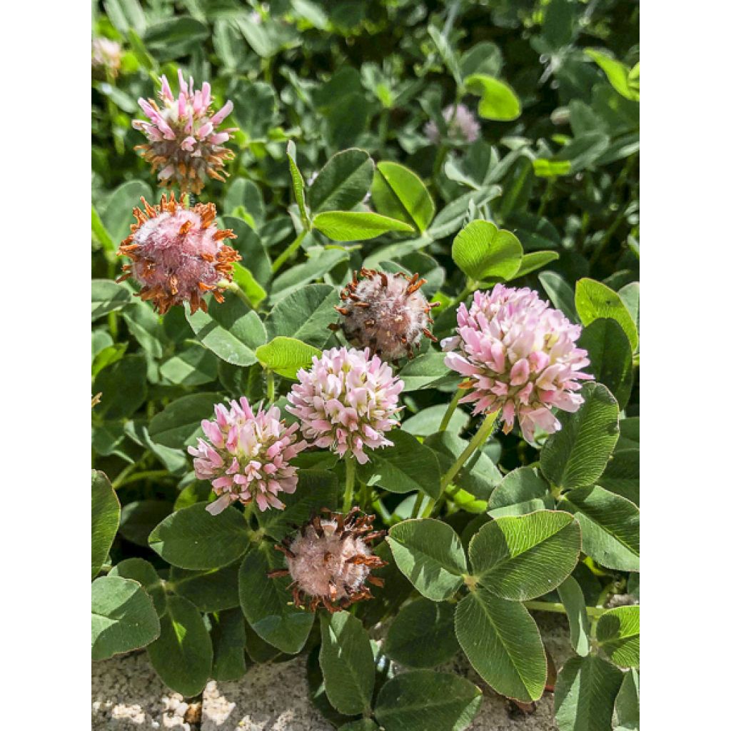 Trifolium fragiferum - Trèfle porte-fraise