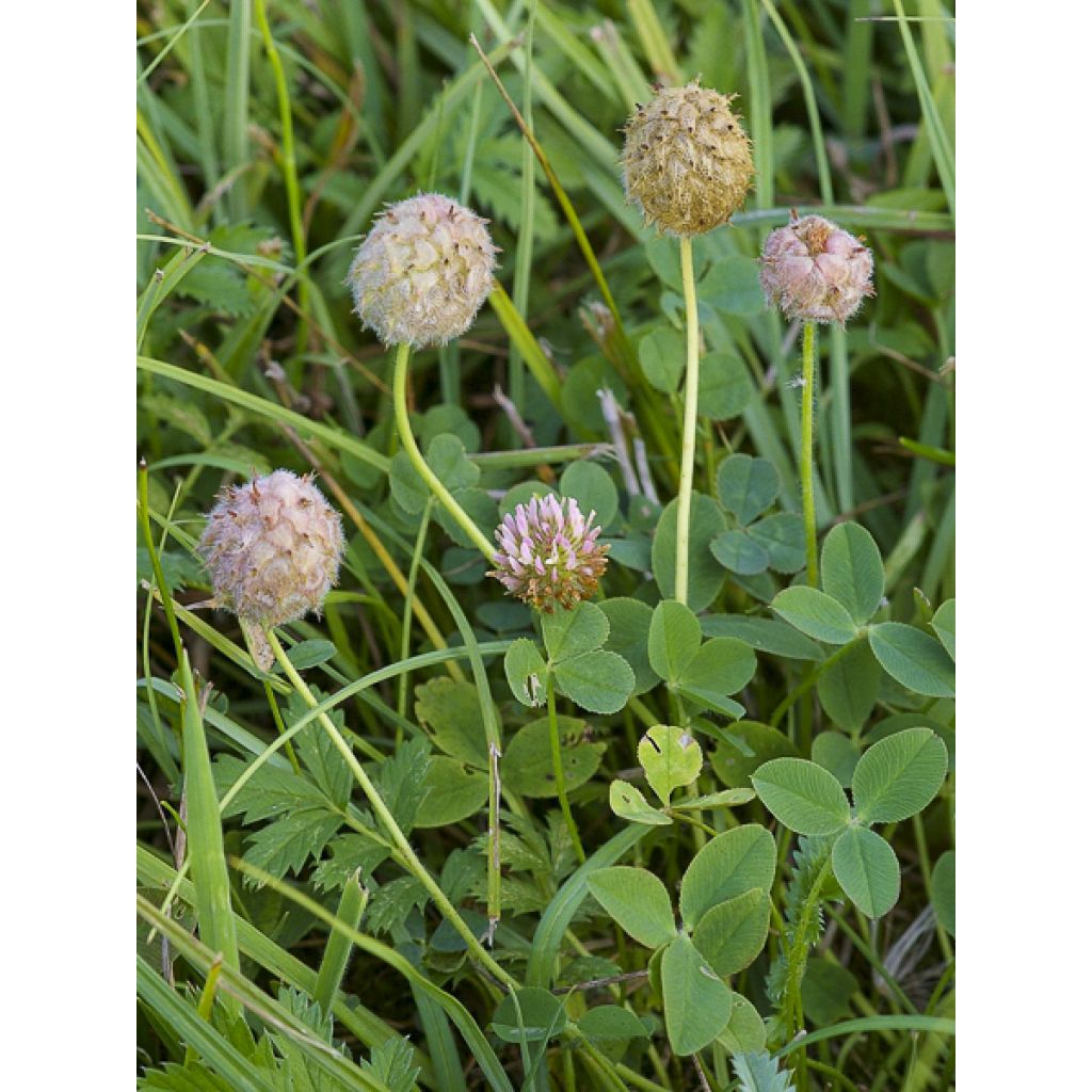 Trifolium fragiferum - Trèfle porte-fraise