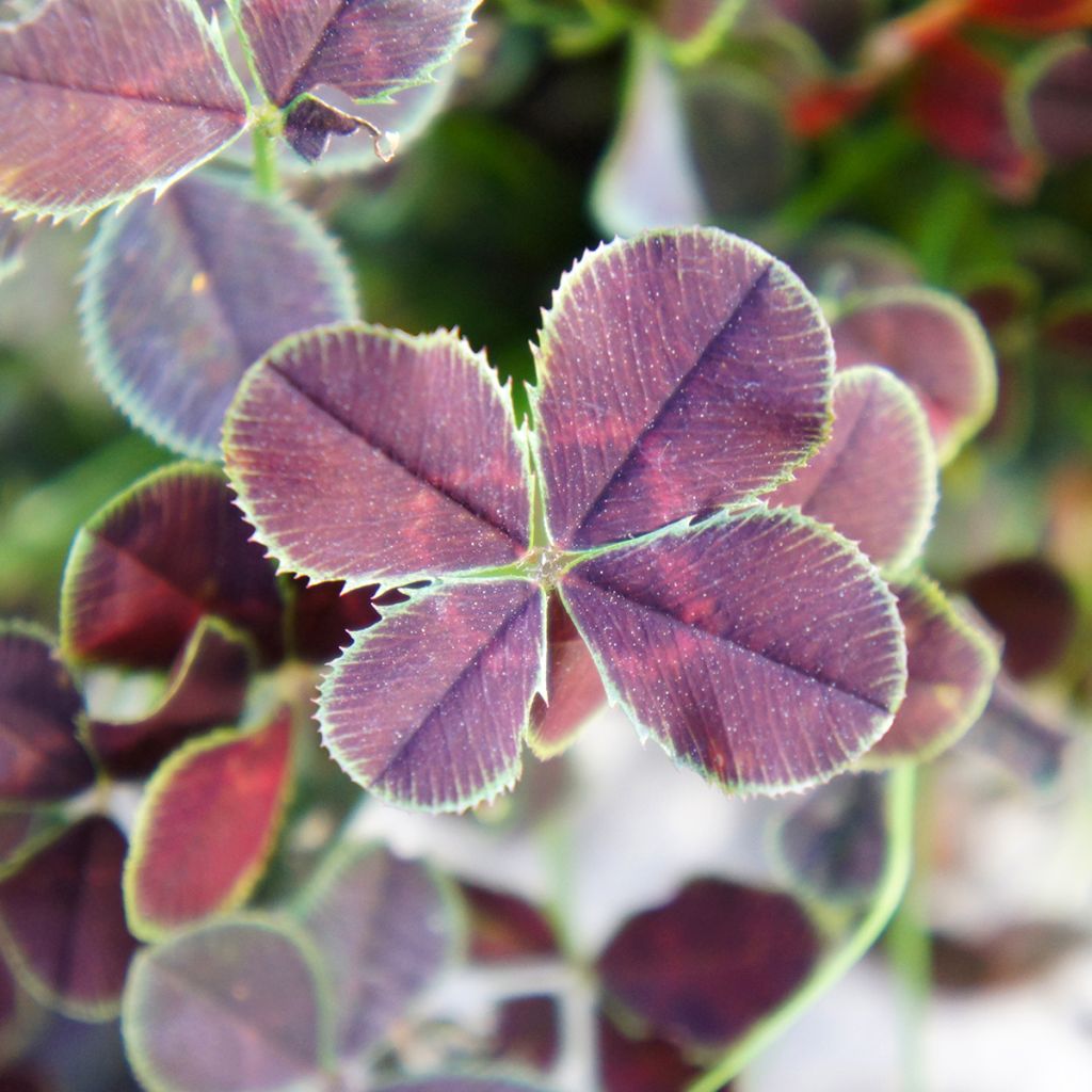 Trifolium repens Quadrifolium Purpureum - Witte klaver